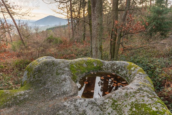 Celtic rock, rock with cups on the rock trail. Dieffenthal, Bas-Rhin, Alsace, Grand Est, France, Europe