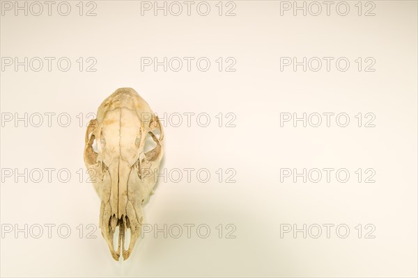 Skull of dead deer cleaned and isolated on white background