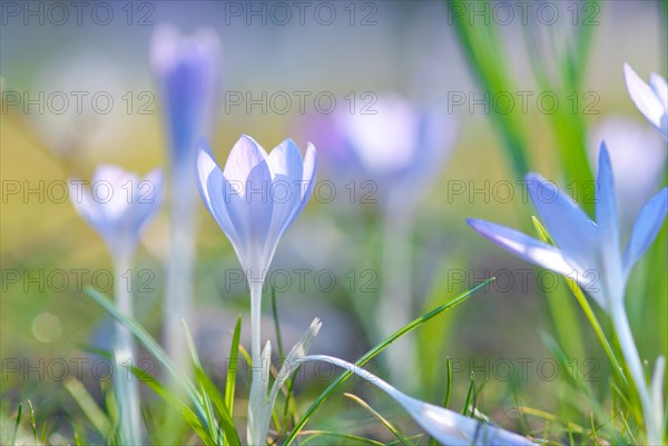 Light violet, lilac, purple crocuses (Crocus sp.) blooming in a meadow, signalling the beginning of spring and glowing in the sunlight, close-up, Lower Saxony, Germany, Europe