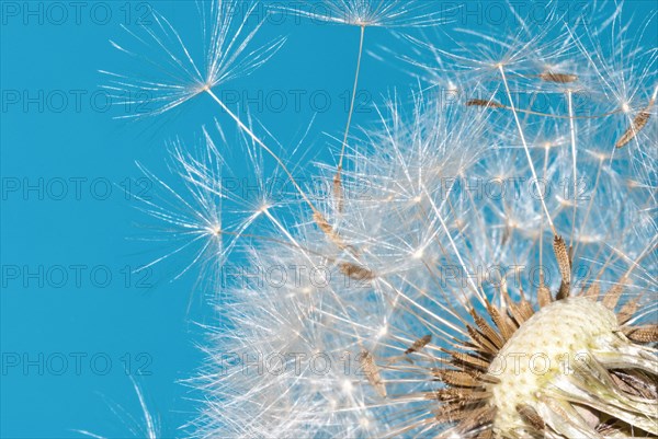 Common dandelion (Taraxacum ruderalia), seed head with seeds on flying umbrella (pappus) in front of blue sky, dandelion, sunny, umbrella flyer, symbol for lightness and wishes, seeds detach and fly away, macro photograph, close-up, Lower Saxony, Germany, Europe