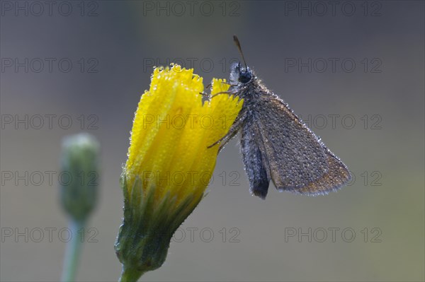 Small skipper (Thymelicus sylvestris), Emsland, Lower Saxony, Germany, Europe