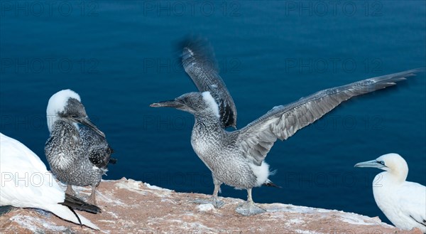 Northern gannet (Morus bassanus) (synonym: Sula bassana), two young birds, chicks in juvenile plumage with remnants of downy feathers on the head and neck, one flapping its wings, motion blur, wipe effect, spread wings, adults, dark sea in the evening, gannet colony on the Lummenfelsen, Helgoland Island, North Sea, Schleswig-Holstein, Germany, Europe