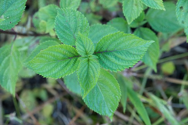 Stinging Nettle leave, Urtica Dioica, Amazonian rainforest, Amazonas state, Brazil, South America