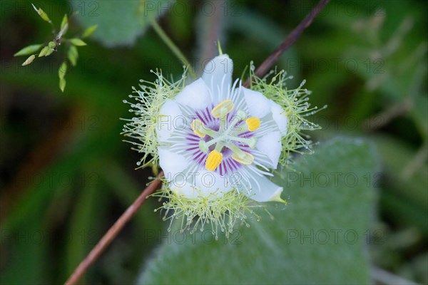 Passiflora foetida flower, Amazonian rainforest, Amazonas state, Brazil, South America