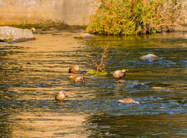 Four spot-billed duck together in a flowing river near a green bush and a bridge pylon