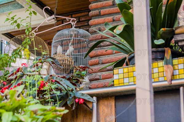 Two beautiful white finches in white birdcage next to yellow parakeet also in cage hanging from hanger on front porch