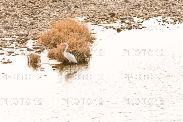 Great egret with yellow beak standing in shallow water of river with one leg lifted out of water in front of golden colored bush near rocky shore