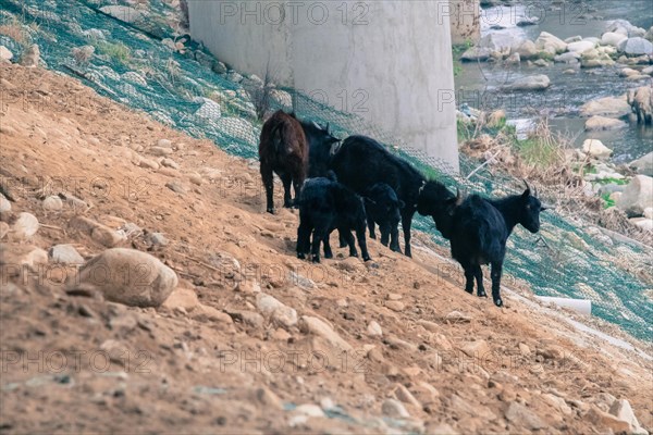 Small herd of black goats on the side of a hill next to a river