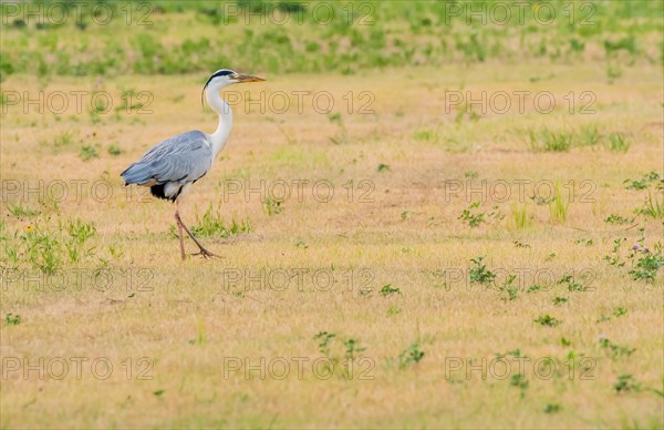 Little blue heron standing in a clearing at a public park in South Korea