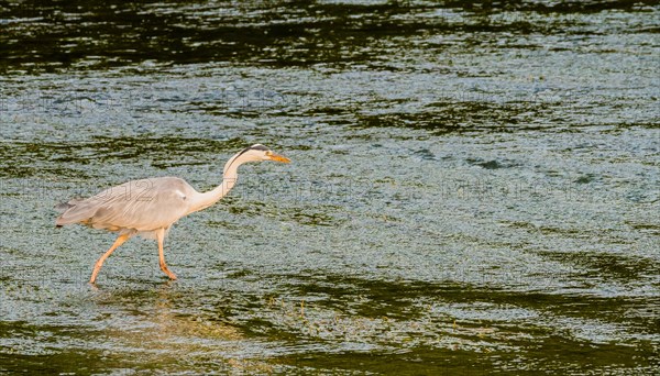 Little blue heron standing on a pebbled sandbar in a shallow river hunting for food