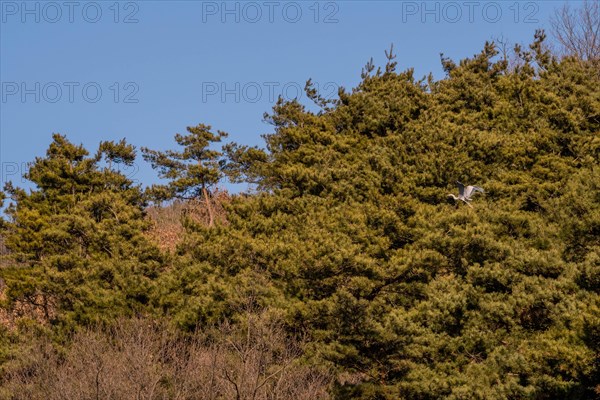 One in series of photos following a gray heron as it flies to, and lands on a branch in grove of evergreen trees on a sunny morning. 4 of 15