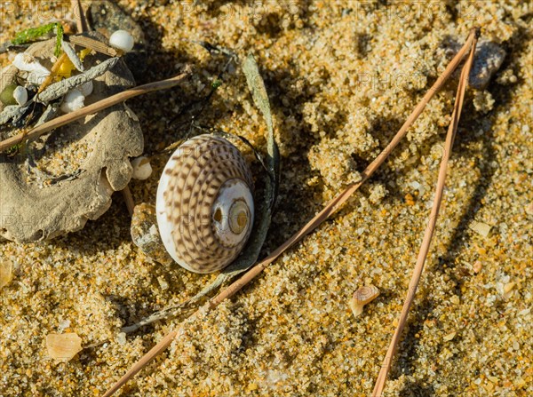 Single seashell laying next to some debris on a beach