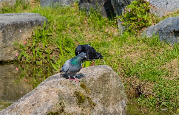 Two beautiful rock pigeon standing on large boulder next to a small pond