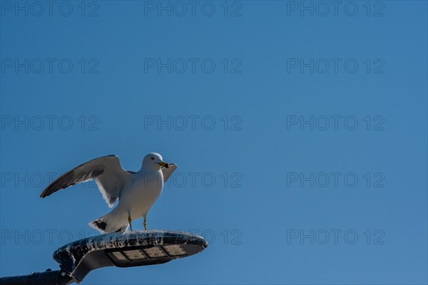 Single seagull perched on top of street light covered with bird droppings