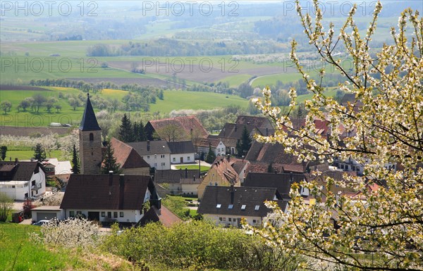 Cherry blossom near Schlaifhausen in Franconian Switzerland, district of Forchheim, Upper Franconia, Bavaria, Germany, Europe