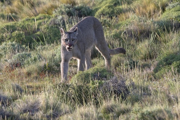 Cougar (Cougar concolor), silver lion, mountain lion, cougar, panther, small cat, Torres del Paine National Park, Patagonia, end of the world, Chile, South America