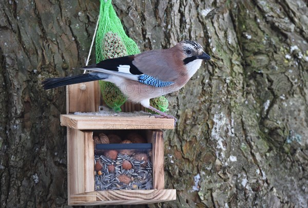 Eurasian jay (garrulus glandarius) sitting on squirrel feeder and eating peanuts