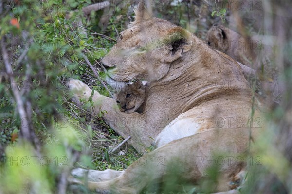 Lion (Panthera leo) Masai Mara Kenya