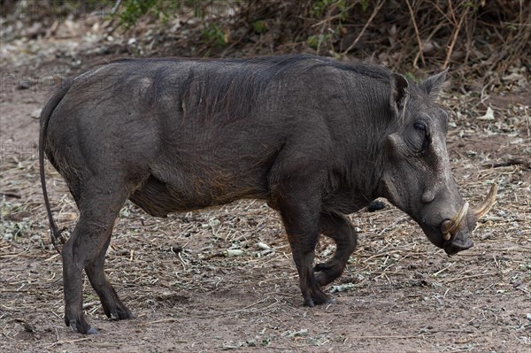 Common warthog (Phacochoerus africanus), mammal, free-living, wild, wild boar, aggressive, danger, dangerous, horns, in Chobe National Park, Botswana, Africa