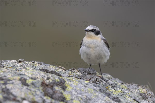 Northern wheatear (Oenanthe oenanthe), on stone, Castile-Leon province, Picos de Europa, Spain, Europe