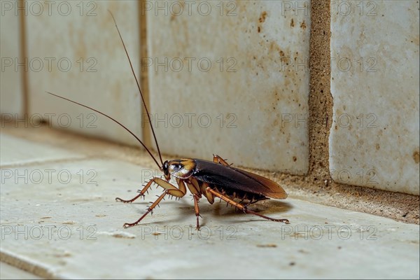 A cockroach (Blattodea) runs along the corner where floor tiles meet wall tiles, AI generated, AI generated