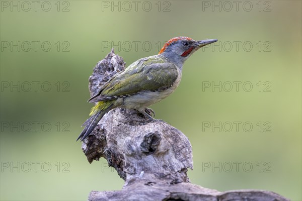 Iberian green woodpecker (Picus viridis sharpei) (Picus sharpei), male, province of Castile-Leon, Spain, Europe