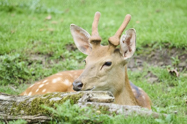 Sika deer (Cervus nippon) stag lying on a meadow, Bavaria, Germany, Europe