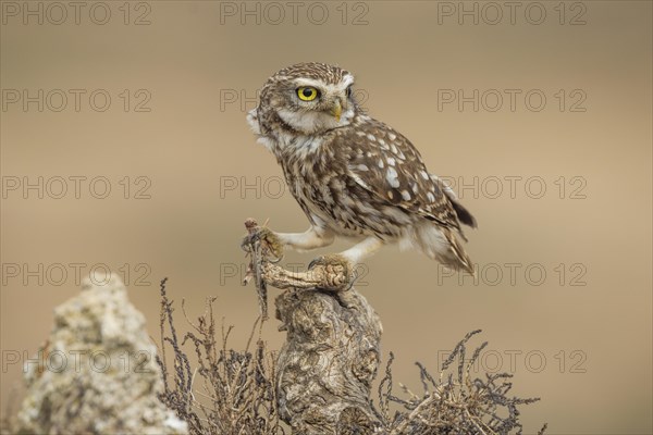 Little owl (Athene noctua), with grasshopper, Castilla-La Mancha, Spain, Europe