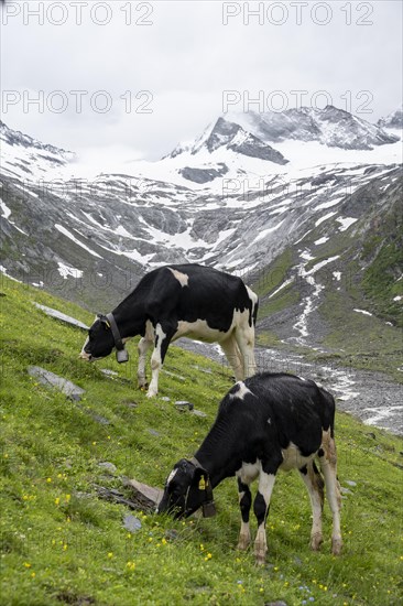 Cows grazing on the alpine meadow, Schlegeisgrund valley, glaciated mountain peaks Hoher Weiszint and Schlegeiskees glacier, Berliner Hoehenweg, Zillertal, Tyrol, Austria, Europe