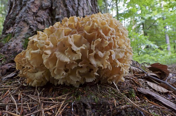 Wood cauliflower fungus (Wood Cauliflower crispa), Hesse, Germany, Europe