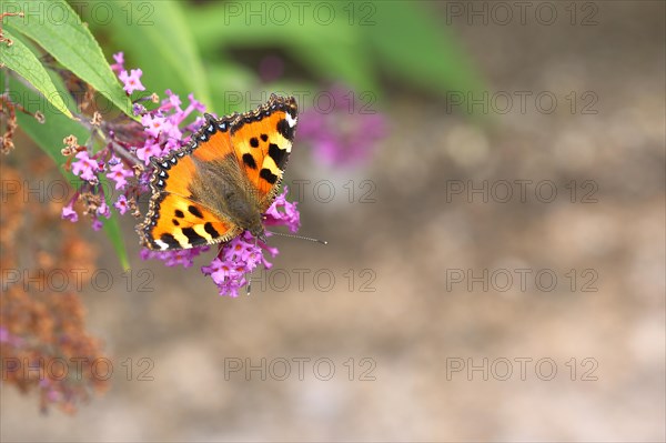 Small tortoiseshell (Aglais urticae), on summer lilac or butterfly-bush (Buddleja davidii), Wilden, North Rhine-Westphalia, Germany, Europe