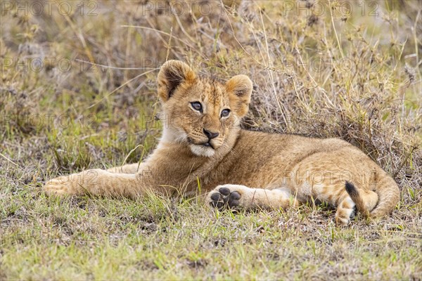 Lion (Panthera leo) Masai Mara Kenya