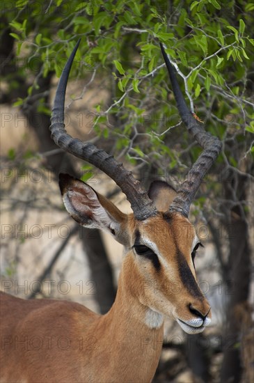 Black-nosed impala (Aepyceros petersi), antelope, ungulate, in Etosha National Park, savannah, steppe, animal, male, wilderness, free-living, Namibia, South West Africa, Africa