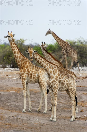 Angolan giraffe (Giraffa giraffa angolensis) giraffe, herd, group, several, walking, Etosha National Park, Namibia, South West Africa, Africa