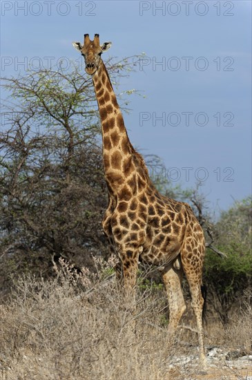Angolan giraffe (Giraffa giraffa angolensis) in Etosha National Park, giraffe, single, lateral, side view, standing, single animal, steppe, savannah, Namibia, South West Africa, Africa