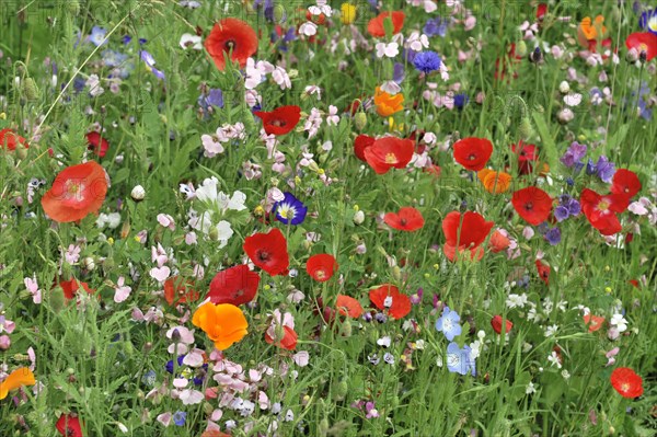 Colourful flower meadow, Schwaebisch Gmuend, Baden-Wuerttemberg, Germany, Europe