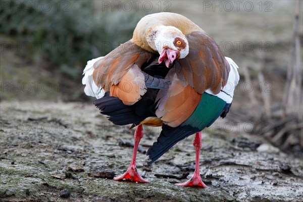 A Egyptian goose during intensive plumage care, Lake Kemnader, Ruhr area, North Rhine-Westphalia, Germany, Europe