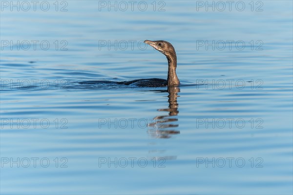 Pygmy Cormorant (Microcarbo pygmaeus) swimming in the water in search of food. Bas-Rhin, Alsace, Grand Est, France, Europe