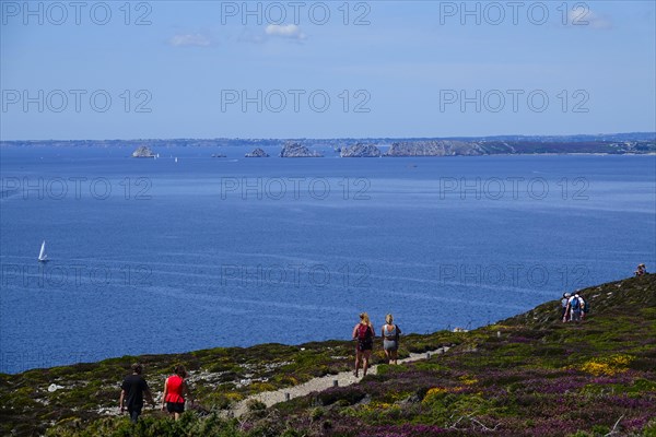 Heath landscape on the Cap de la Chevre, behind Pointe de Pen Hir with the rocks Les Tas de Pois, Crozon peninsula, Finistere department, Brittany region, France, Europe