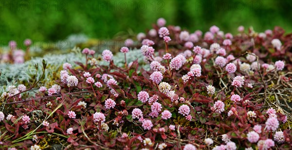 A carpet of small pink flowers and leaves covers the ground, knotweed (Polygonum capitatum), Madalena, Pico, Azores, Portugal, Europe