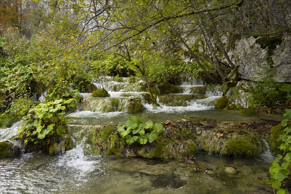 Plitvice Lakes National Park, protected forest area, Croatia, Europe