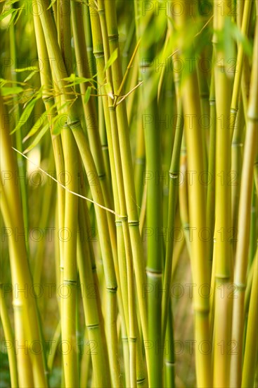 Bamboo (Bambusoideae), dense bamboo undergrowth with many green stems, garden, Paris region, France, Europe
