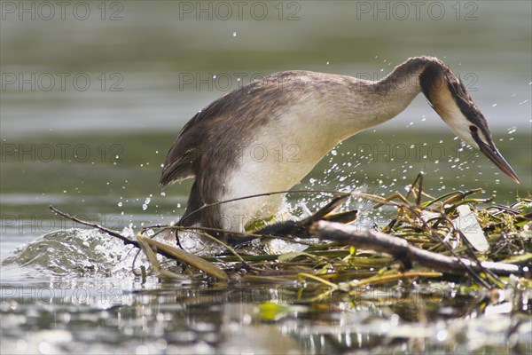 Great Crested Grebe (Podiceps cristatus) at the nest, Emsland, Lower Saxony, Germany, Europe