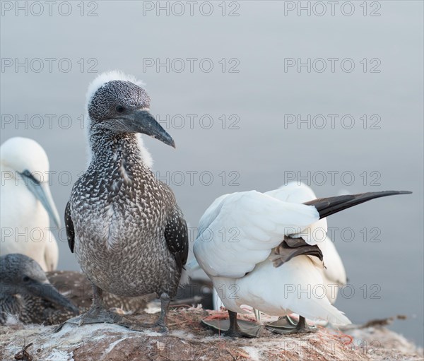 Three northern gannet (Morus bassanus) on a rock, juvenile in dark juvenile plumage and remaining downy feathers on head and neck, moulting, adults, sea in background, close-up, Lummenfelsen, Helgoland Island, North Sea, Schleswig-Holstein, Germany, Europe