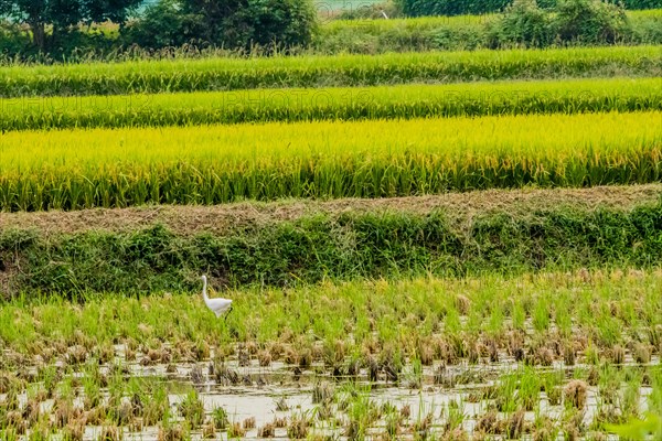 White snowy egret looking for food in a rice paddy on a sunny afternoon in South Korea