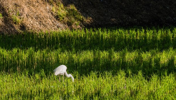 White snowy egret looking for food in a rice paddy on a sunny morning in South Korea