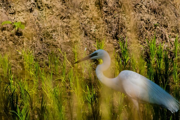 Closeup of adult snowy white egret hunting for food in a rice paddy on a sunny morning in South Korea with plants in the foreground blurred out