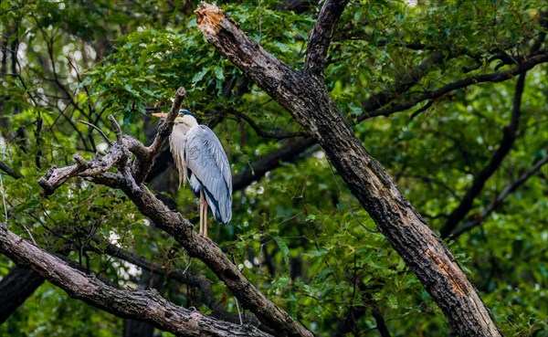 Gray heron perched on a tree branch with green foliage in the background