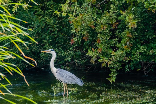 Little blue heron standing in a shallow river with green foliage in the background