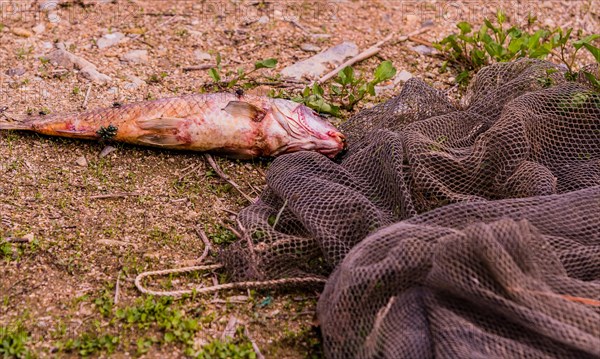 Flies feasting on the carcass of dead fish laying on the ground next to a black fishing net